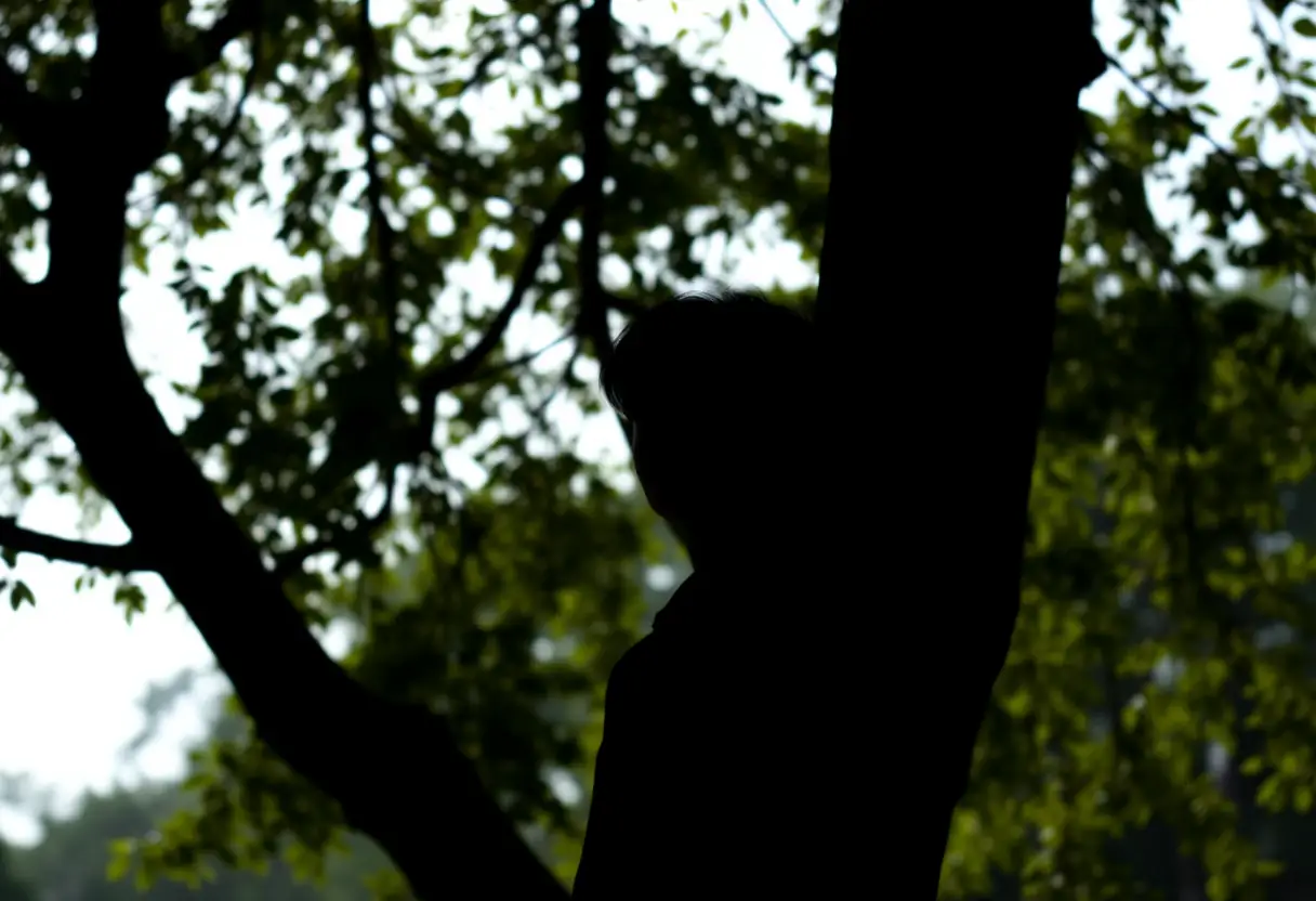 Un silhouetté près d'un arbre dans un paysage apaisant