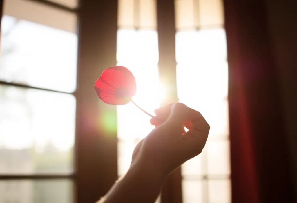 Une main tenant un pédoncule de rose rouge, lumière naturelle